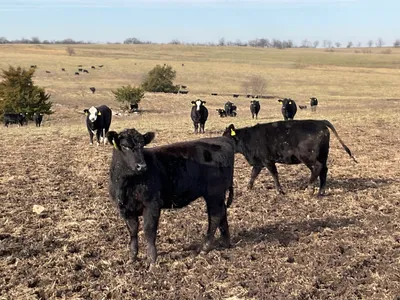 cattle listing photo