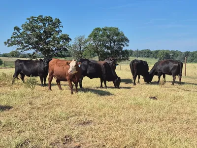 cattle listing photo