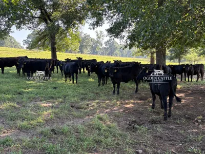 cattle listing photo