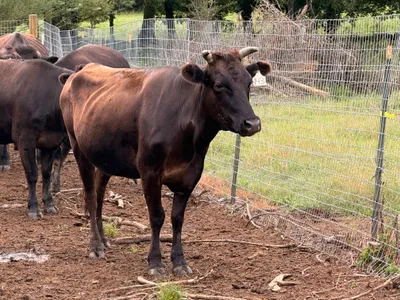 cattle listing photo