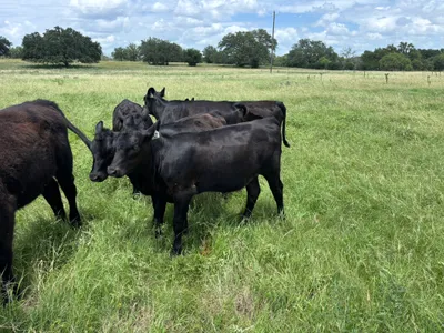 cattle listing photo