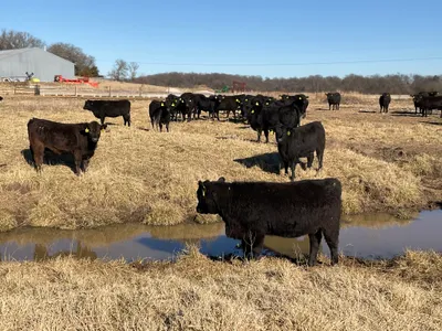 cattle listing photo