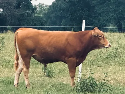 cattle listing photo