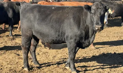 cattle listing photo