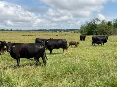 cattle listing photo