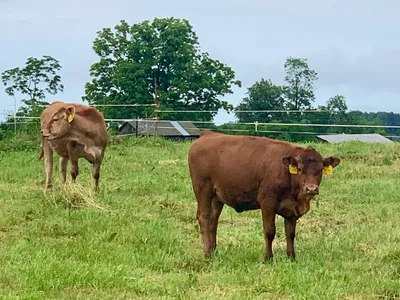 cattle listing photo
