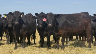 cattle listing photo