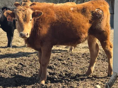 cattle listing photo