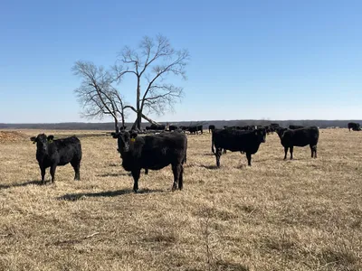 cattle listing photo