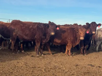 cattle listing photo