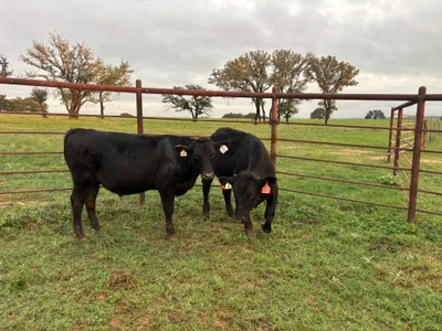cattle listing photo