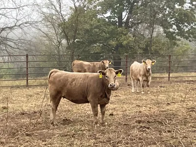 cattle listing photo