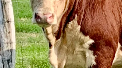 cattle listing photo