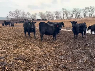 cattle listing photo