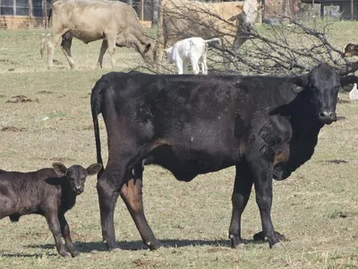 cattle listing photo