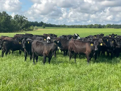 cattle listing photo