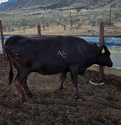 cattle listing photo