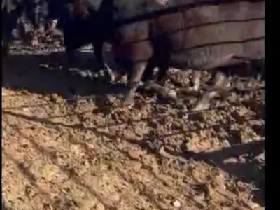 cattle listing photo