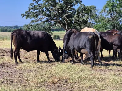 cattle listing photo