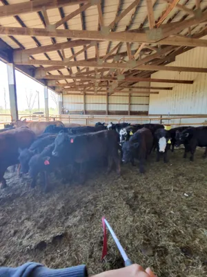 cattle listing photo