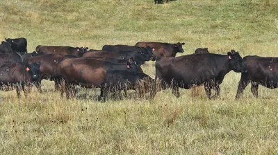 cattle listing photo