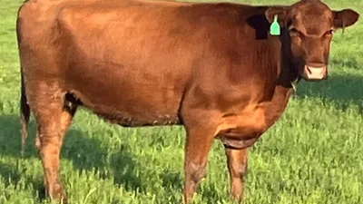 cattle listing photo