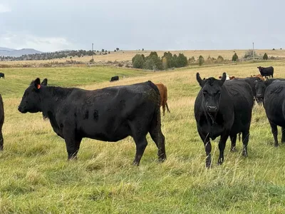 cattle listing photo