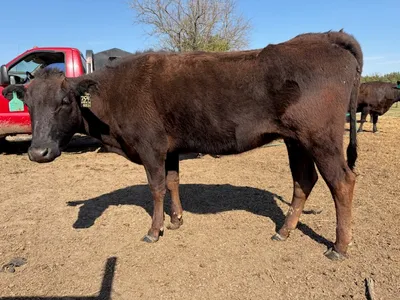 cattle listing photo
