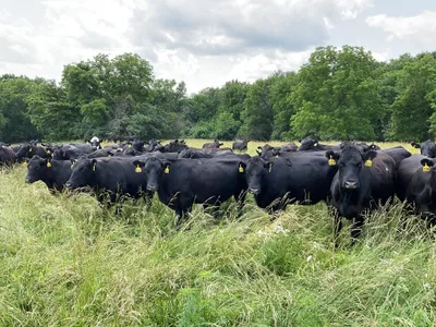 cattle listing photo
