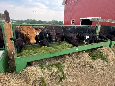 cattle listing photo