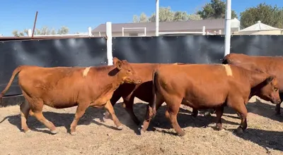 cattle listing photo
