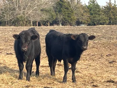 cattle listing photo