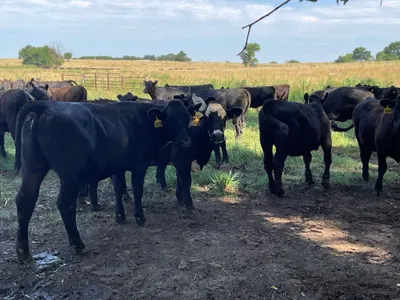 cattle listing photo