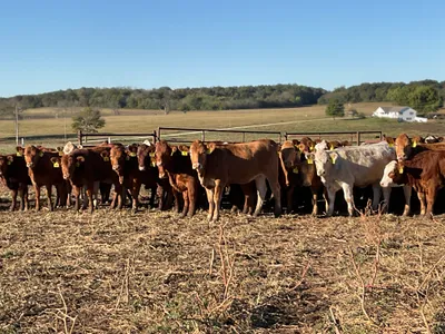 cattle listing photo