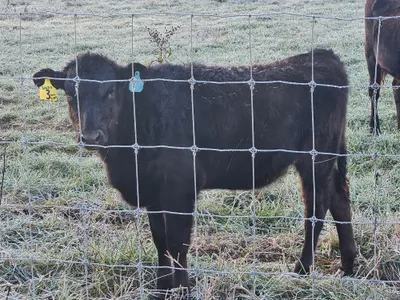 cattle listing photo