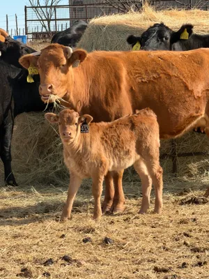cattle listing photo