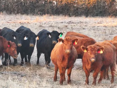 cattle listing photo