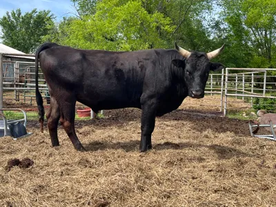 cattle listing photo