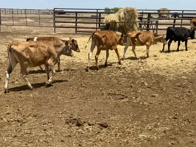 cattle listing photo