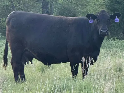 cattle listing photo