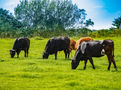 cattle listing photo