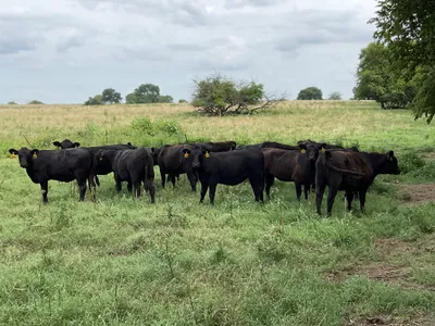 cattle listing photo
