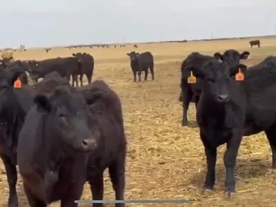 cattle listing photo