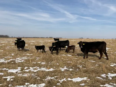 cattle listing photo