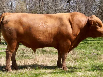 cattle listing photo