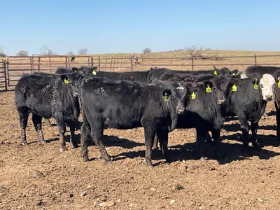 cattle listing photo