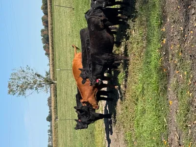 cattle listing photo