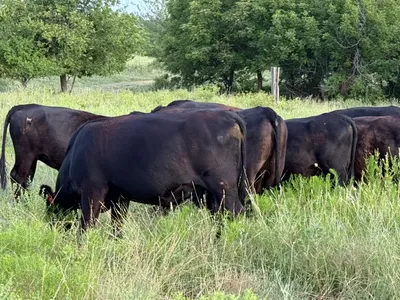 cattle listing photo
