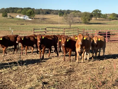 cattle listing photo