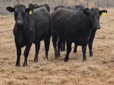 cattle listing photo